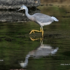 Egretta novaehollandiae (White-faced Heron) at Undefined - 14 Jun 2016 by CharlesDove