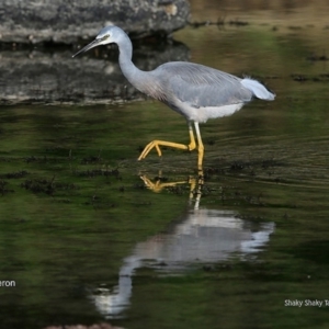 Egretta novaehollandiae at undefined - 14 Jun 2016