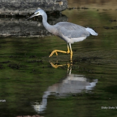 Egretta novaehollandiae (White-faced Heron) at Undefined - 13 Jun 2016 by Charles Dove