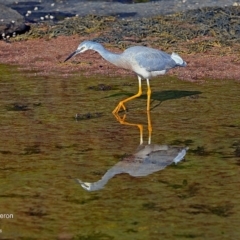 Egretta novaehollandiae at undefined - 14 Jun 2016 12:00 AM