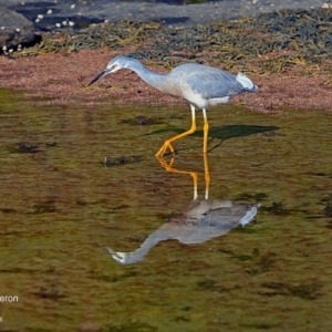 Egretta novaehollandiae at undefined - 14 Jun 2016