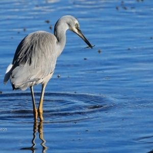 Egretta novaehollandiae at undefined - 14 Jun 2016 12:00 AM