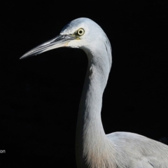 Egretta novaehollandiae at undefined - 14 Jun 2016