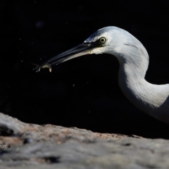 Egretta novaehollandiae at undefined - 14 Jun 2016 12:00 AM