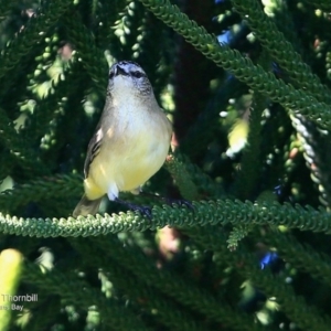 Acanthiza chrysorrhoa at undefined - 17 Jun 2016 12:00 AM