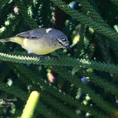 Acanthiza chrysorrhoa at undefined - 17 Jun 2016 12:00 AM