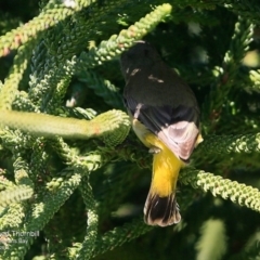 Acanthiza chrysorrhoa at undefined - 17 Jun 2016 12:00 AM