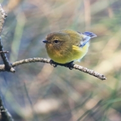 Acanthiza nana (Yellow Thornbill) at Burrill Lake, NSW - 12 Jun 2016 by CharlesDove