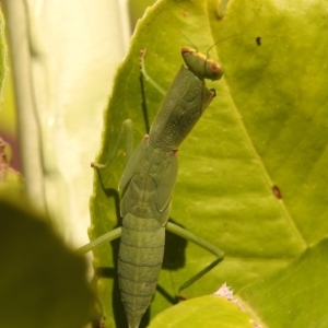 Orthodera ministralis at Fadden, ACT - 8 Feb 2018