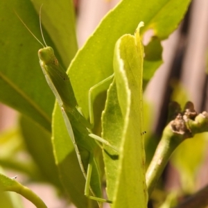 Orthodera ministralis at Fadden, ACT - 8 Feb 2018