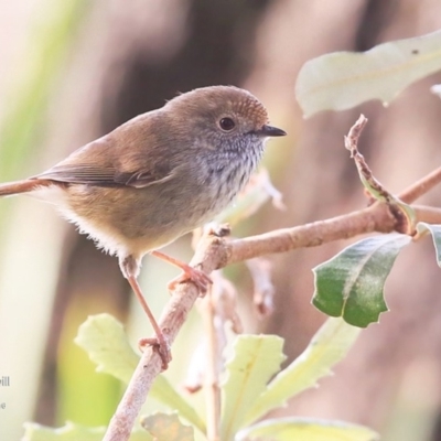 Acanthiza pusilla (Brown Thornbill) at Lake Tabourie Bushcare - 9 Jun 2016 by Charles Dove