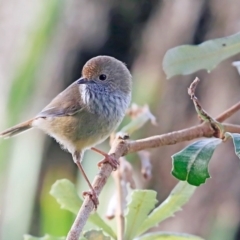 Acanthiza pusilla at Lake Tabourie, NSW - 10 Jun 2016