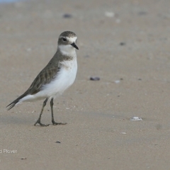 Anarhynchus bicinctus (Double-banded Plover) at Undefined - 10 Jun 2016 by CharlesDove