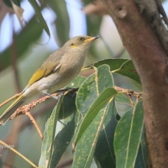 Ptilotula fusca (Fuscous Honeyeater) at Tabourie Lake Walking Track - 9 Jun 2016 by Charles Dove