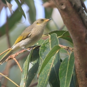 Ptilotula fusca at Tabourie Lake Walking Track - 10 Jun 2016 12:00 AM