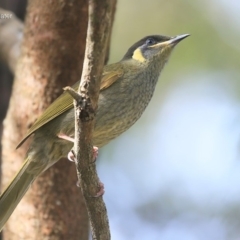 Meliphaga lewinii (Lewin's Honeyeater) at Tabourie Lake Walking Track - 10 Jun 2016 by CharlesDove