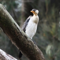 Microcarbo melanoleucos (Little Pied Cormorant) at Lake Tabourie, NSW - 9 Jun 2016 by Charles Dove