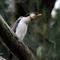 Microcarbo melanoleucos at Lake Tabourie, NSW - 10 Jun 2016