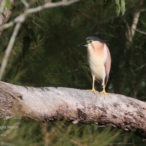 Nycticorax caledonicus at Lake Tabourie Bushcare - 10 Jun 2016