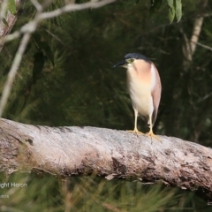 Nycticorax caledonicus (Nankeen Night-Heron) at Lake Tabourie Bushcare - 9 Jun 2016 by Charles Dove