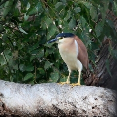 Nycticorax caledonicus at Lake Tabourie Bushcare - 10 Jun 2016 12:00 AM