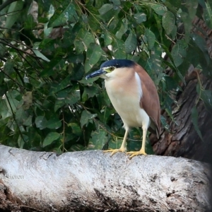 Nycticorax caledonicus at Lake Tabourie Bushcare - 10 Jun 2016