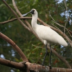 Platalea regia (Royal Spoonbill) at Lake Tabourie Bushcare - 9 Jun 2016 by Charles Dove