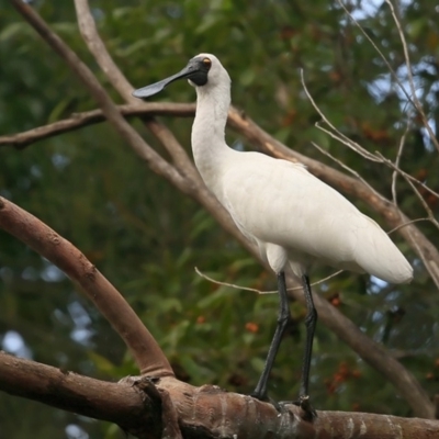 Platalea regia (Royal Spoonbill) at Lake Tabourie, NSW - 10 Jun 2016 by CharlesDove