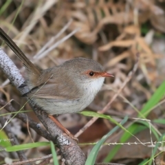 Malurus cyaneus (Superb Fairywren) at Lake Tabourie Bushcare - 10 Jun 2016 by CharlesDove