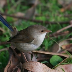 Malurus cyaneus at Lake Tabourie, NSW - 10 Jun 2016