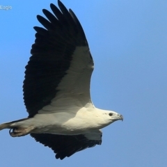 Haliaeetus leucogaster (White-bellied Sea-Eagle) at Undefined - 7 Jun 2016 by CharlesDove