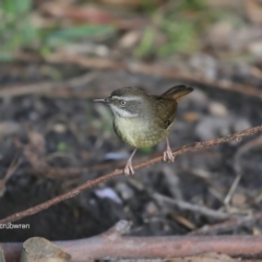 Sericornis frontalis (White-browed Scrubwren) at Undefined - 10 Jun 2016 by CharlesDove