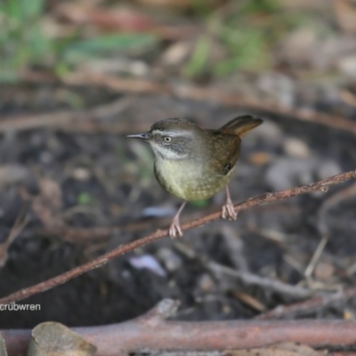 Sericornis frontalis (White-browed Scrubwren) at Undefined - 10 Jun 2016 by CharlesDove