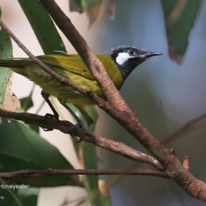 Nesoptilotis leucotis at Lake Tabourie, NSW - 10 Jun 2016