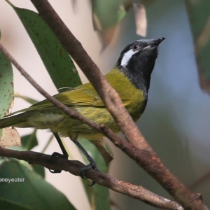 Nesoptilotis leucotis at Lake Tabourie, NSW - 10 Jun 2016