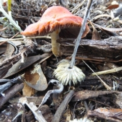 Leratiomyces ceres (Red Woodchip Fungus) at Molonglo Valley, ACT - 14 Jun 2018 by AndyRussell