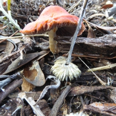 Leratiomcyes ceres (Red Woodchip Fungus) at Molonglo Valley, ACT - 13 Jun 2018 by AndyRussell