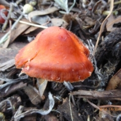 Leratiomcyes ceres at Molonglo Valley, ACT - 14 Jun 2018