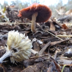 Leratiomyces ceres at Molonglo Valley, ACT - 14 Jun 2018