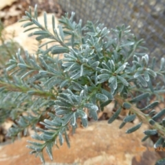 Podocarpus lawrencei (Mountain Plum Pine) at Molonglo Valley, ACT - 14 Jun 2018 by AndyRussell