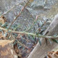 Podocarpus lawrencei at Molonglo Valley, ACT - 14 Jun 2018