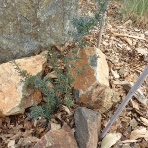 Podocarpus lawrencei at Molonglo Valley, ACT - 14 Jun 2018 09:38 AM