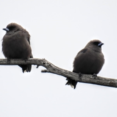 Artamus cyanopterus cyanopterus (Dusky Woodswallow) at Stromlo, ACT - 9 Oct 2016 by HelenCross