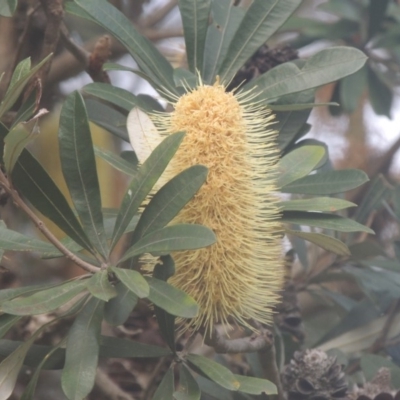 Banksia integrifolia subsp. integrifolia (Coast Banksia) at Kioloa, NSW - 13 Jun 2014 by MichaelBedingfield
