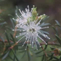 Kunzea ambigua (White Kunzea) at Kioloa, NSW - 14 Jun 2014 by michaelb