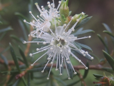 Kunzea ambigua (White Kunzea) at Kioloa, NSW - 14 Jun 2014 by MichaelBedingfield