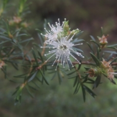 Kunzea ambigua at Kioloa, NSW - suppressed