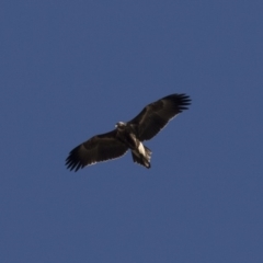 Aquila audax (Wedge-tailed Eagle) at Michelago, NSW - 11 Jun 2018 by Illilanga