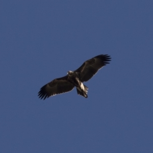 Aquila audax at Michelago, NSW - 11 Jun 2018 10:37 AM