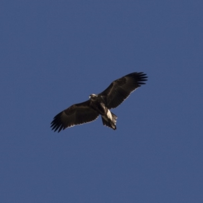 Aquila audax (Wedge-tailed Eagle) at Illilanga & Baroona - 11 Jun 2018 by Illilanga